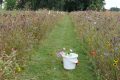 weidevenner.nl-Beemster-Bloemen-plukken-4