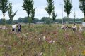 weidevenner.nl-Beemster-Bloemen-plukken-47
