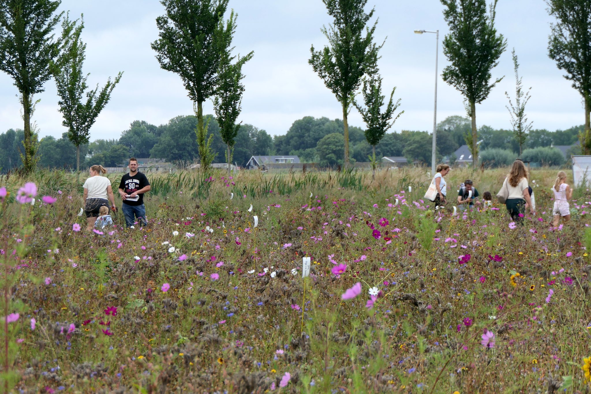 weidevenner.nl-Beemster-Bloemen-plukken-47
