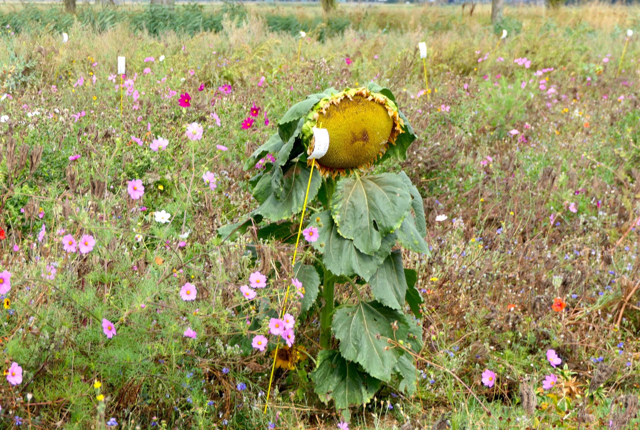 weidevenner.nl-Beemster-Bloemen-plukken-8