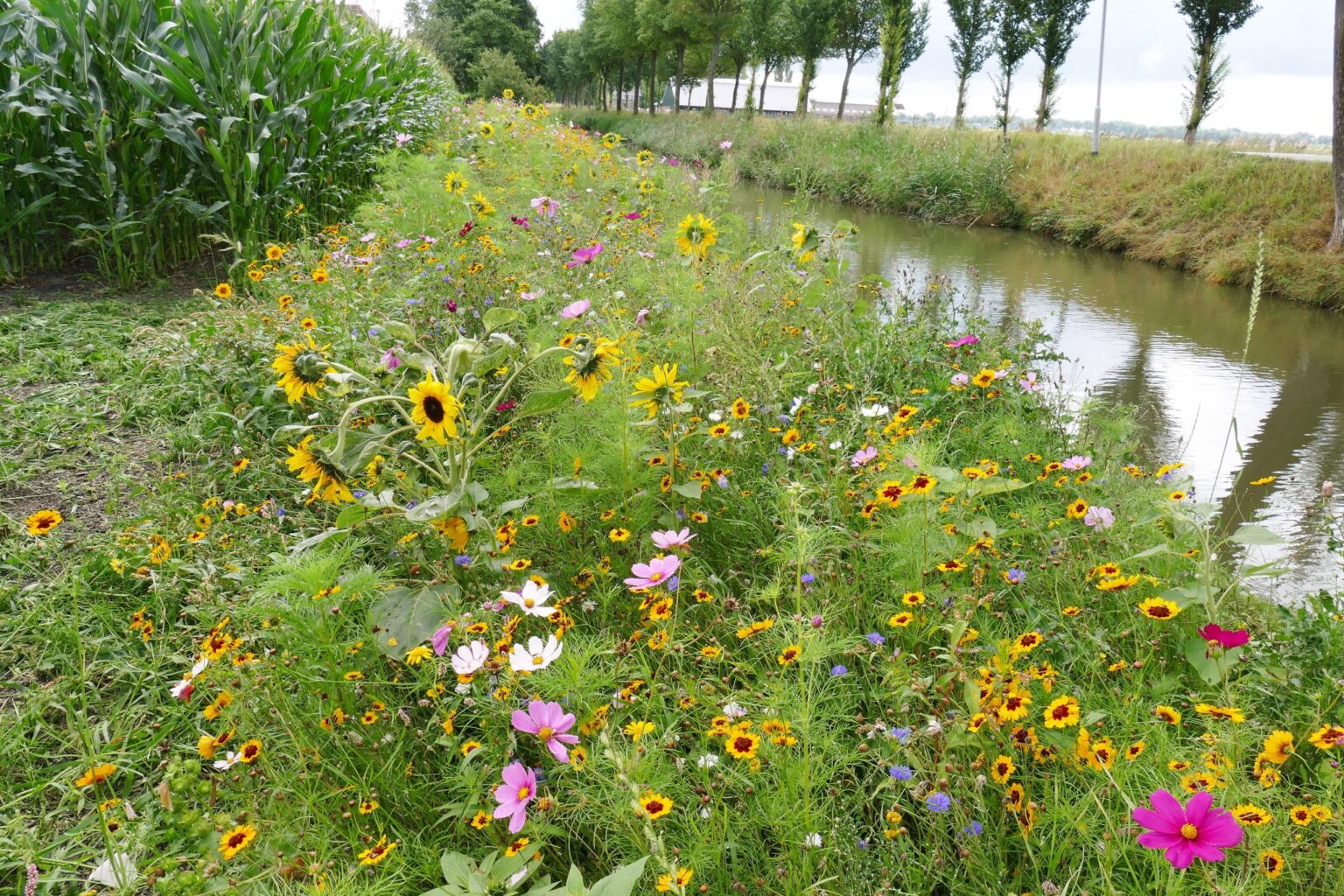 S-Piet-Jonker-weidevenner-bloemenlint-7