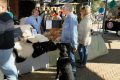 Piet-Jonker-weidevenner-Boer-en-Ambacht-24-2-31