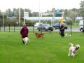 Veld-weidevenner-opening-HOP