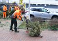 Piet Jonker kerstbomen 2019 (5)