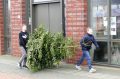 Piet Jonker kerstbomen 2018 (2)