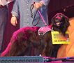 hond met bordje