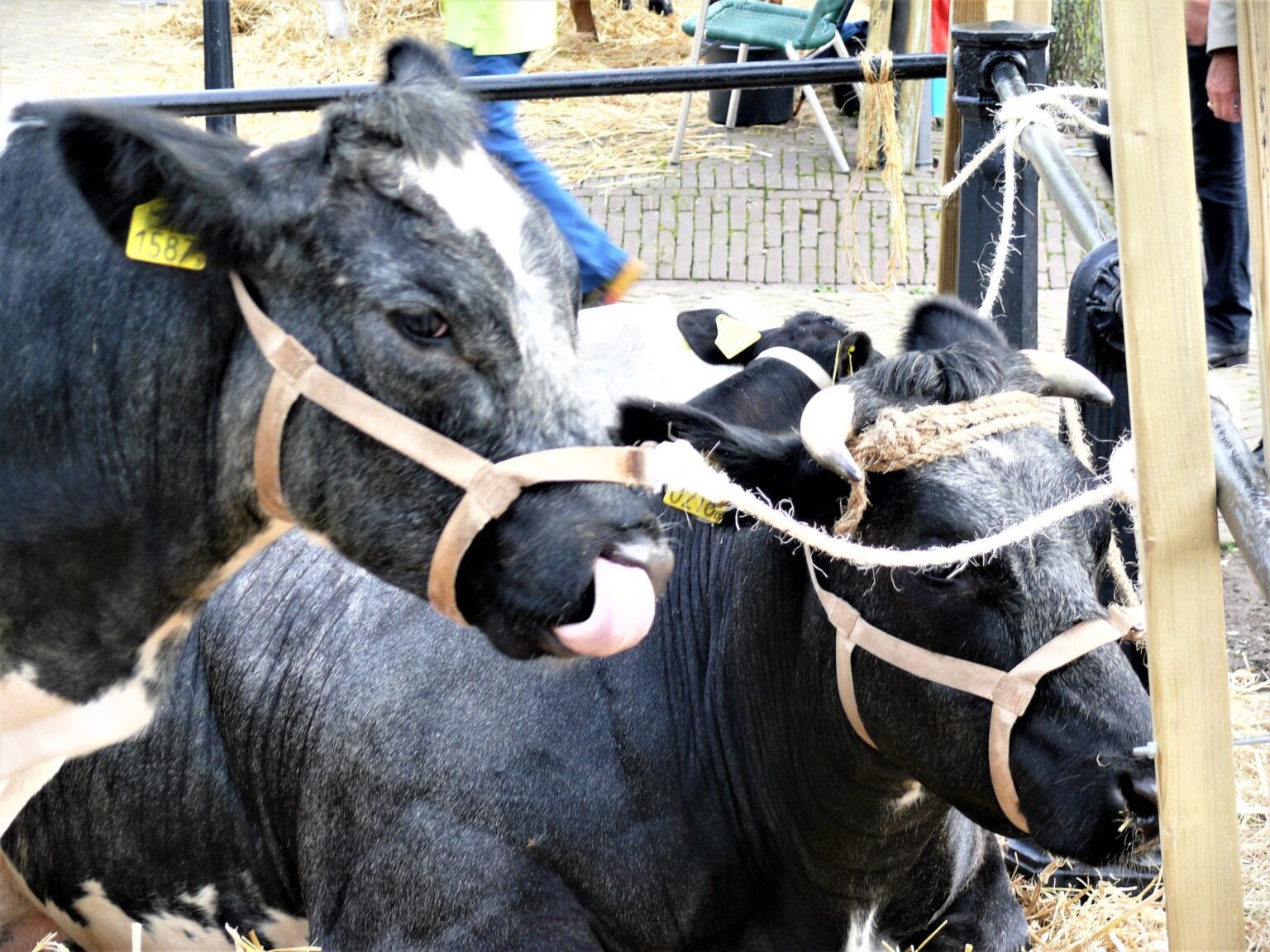 Piet Jonker nazomerfeesten 2019 (43)