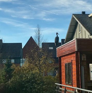 reiger-op-schuur-kopie