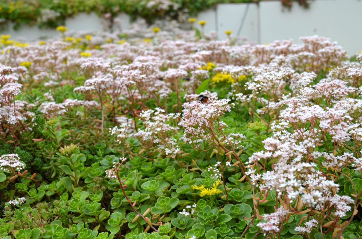 s3-Bij-op-sedum
