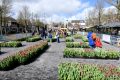 3-weidevenner.nl-tulpen-17