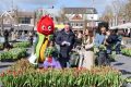 weidevenner.nl-tulpen-1