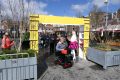 weidevenner.nl-tulpen-15