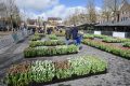 weidevenner.nl-tulpen-16
