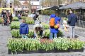 weidevenner.nl-tulpen-18