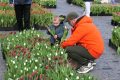 weidevenner.nl-tulpen-21
