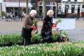 weidevenner.nl-tulpen-22