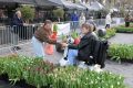 weidevenner.nl-tulpen-24