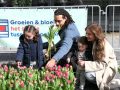 weidevenner.nl-tulpen-3