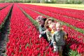 1-Piet-Jonker-weidevenner-tulpen-24-1
