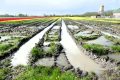Piet-Jonker-weidevenner-tulpen-24-17