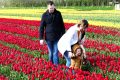 Piet-Jonker-weidevenner-tulpen-24-18