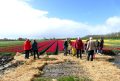 Piet-Jonker-weidevenner-tulpen-24-2