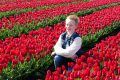 Piet-Jonker-weidevenner-tulpen-24-20