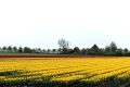 Piet-Jonker-weidevenner-tulpen-24-8