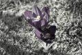bloemen-medium