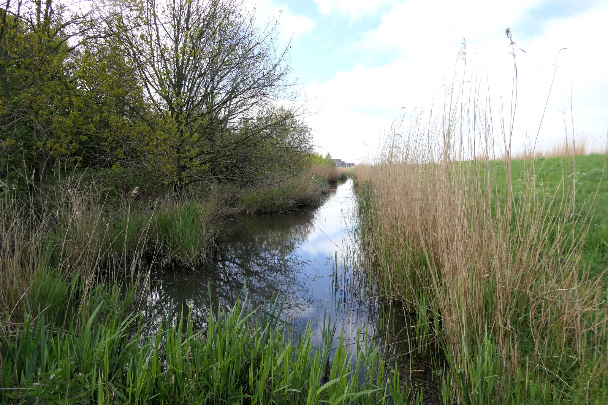 3-Weideveld-weidevenner.nl-Piet-Jonker
