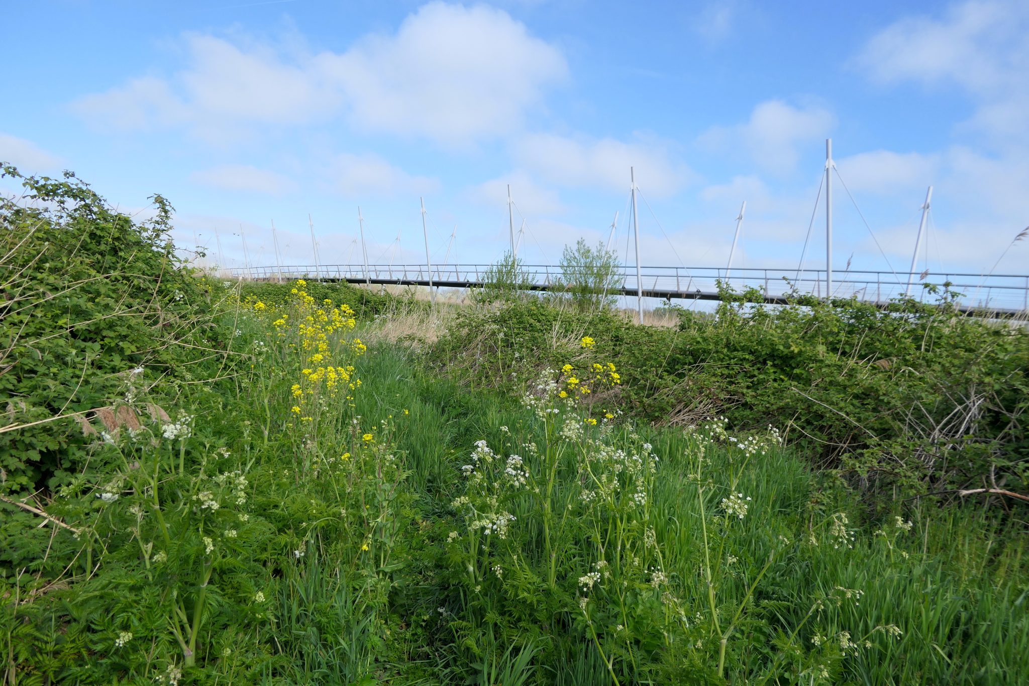 9-weideveld-groen-weidevenner.nl-Piet-Jonker