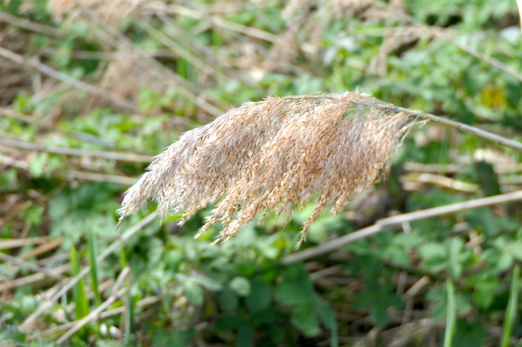P1530325