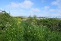 9-weideveld-groen-weidevenner.nl-Piet-Jonker